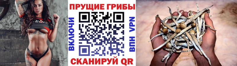 Псилоцибиновые грибы мицелий  Горячий Ключ 